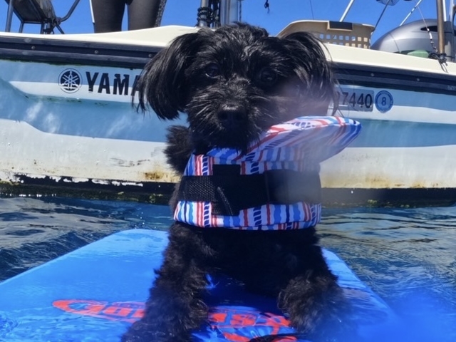 �y�b�g�Ή��I_����V���m�[�P�����O�V���b�v|�{�j�[�u���[�yBonnie Blue�z