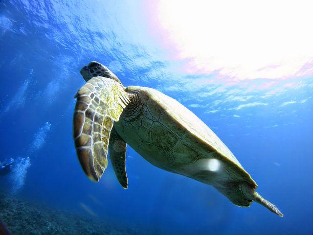 ����V���m�[�P�����O�V���b�v|�{�j�[�u���[�yBonnie Blue�z�̎ʐ^1