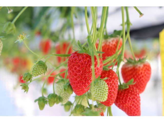 strawberry lab~farmlab ikaho factory~�̎ʐ^1
