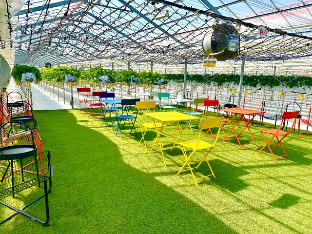 �x�e�X�y�[�X_strawberry lab~farmlab ikaho factory~