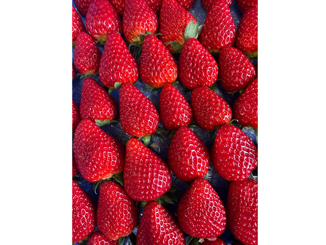 ���n���������������_strawberry lab~farmlab ikaho factory~