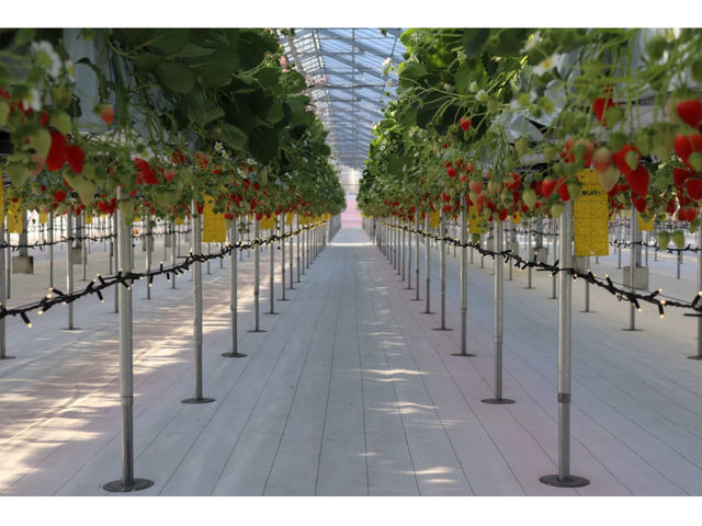 �Y��ȃn�E�X�ł����������y����ł��������܂��I_strawberry lab~farmlab ikaho factory~