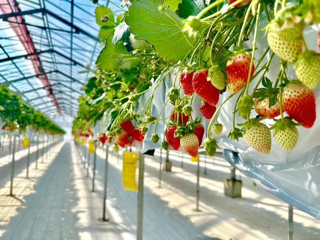 strawberry lab~farmlab ikaho factory~