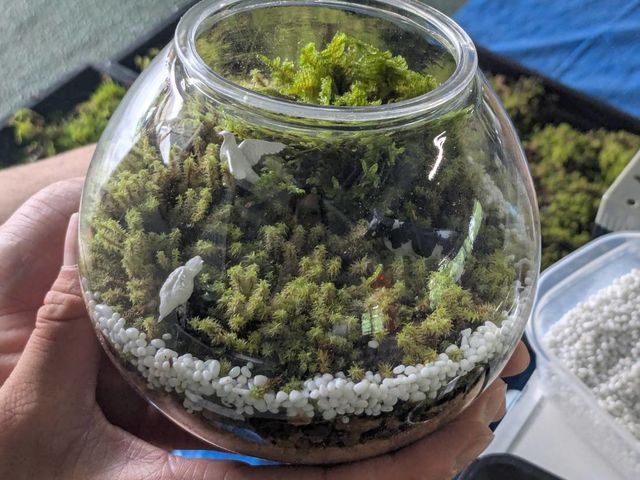 ���������̃I���W�i���ۃe�����E����_�˒��c��_olmo+