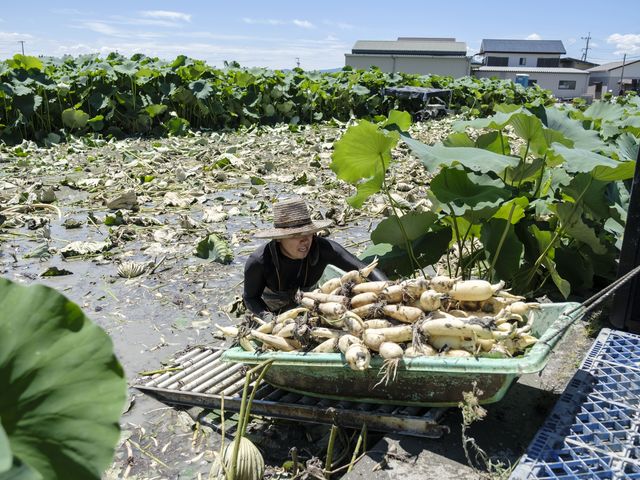 񂱂͂߂Ƃ_Ƃ̒_ʎВc@l낢ό