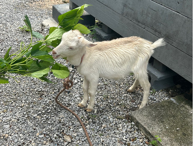 �̌��^�J�t�F��������̘a