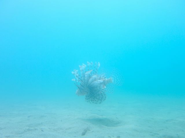 �o��͐����Ă���̂��y���݁�_la chobi�������V�ÓX