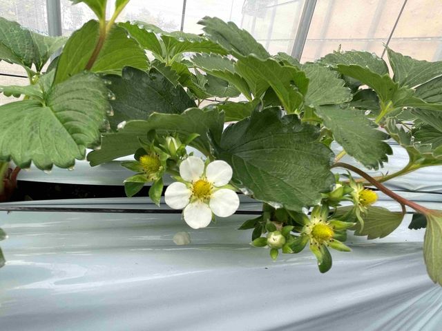 �˂����t�@�[��