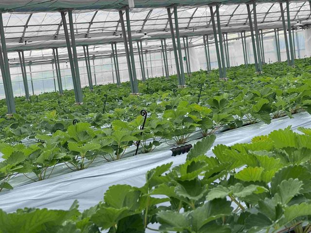 �˂����t�@�[��