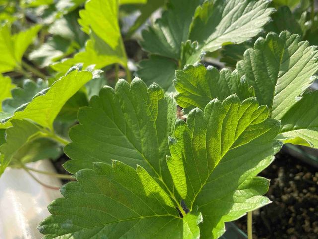 �˂����t�@�[��