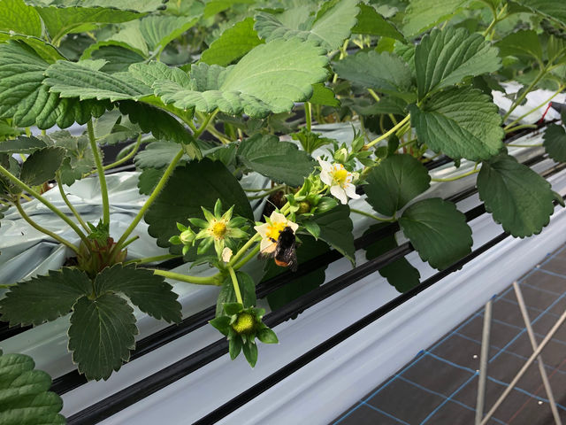 ���܂��摜�ł��B�}���n�i�o�`���󕲂��Ă��܂��B(12����{�̎ʐ^)�ݗ���̑�l�����n�`�ł��B�ł��A�߂��ŃJ������������Ǝ����Ɍ������Ă��܂��B_�t�� �}�`���A