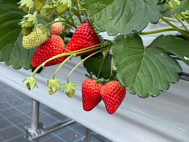 �������̃w�^�̐^���܂Ŋ��n���܂����g�ق��؂𐥔񂲏ܖ����������B_�t�� �}�`���A