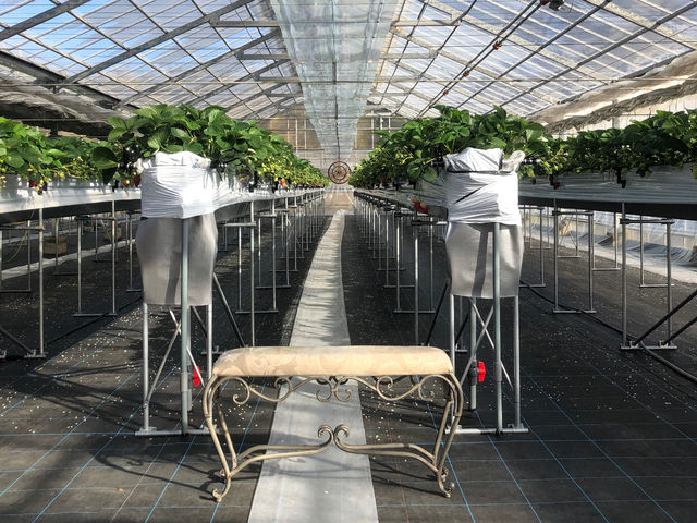 �������̍���Ƌ��ɋL�O�ʐ^���ǂ����B_�t�� �}�`���A