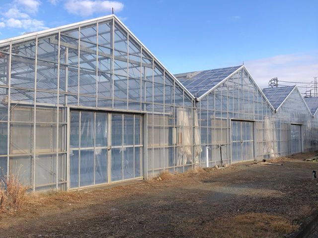 �t�� �}�`���A�̎ʐ^1