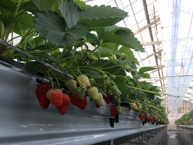 1��5�����݂ł��B����ɂ͂܂��o����������܂��B�S�đ����܂ł������΂炭���҂����������B�����͗ǂ������̎ʐ^�ł��B_�t�� �}�`���A