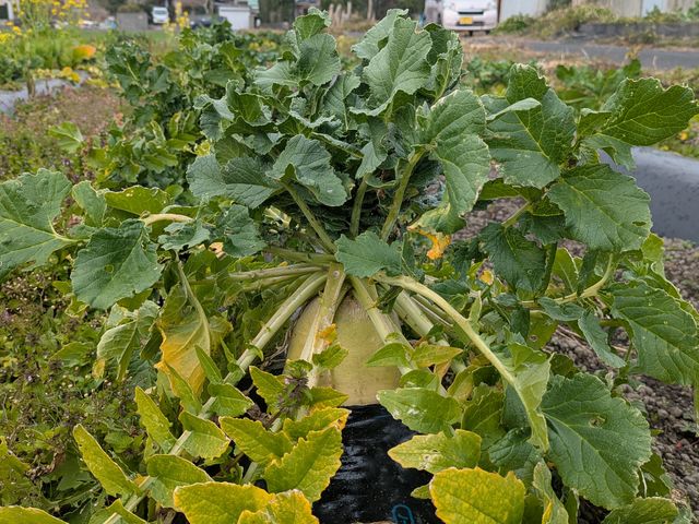 ���[�t�@�[���������