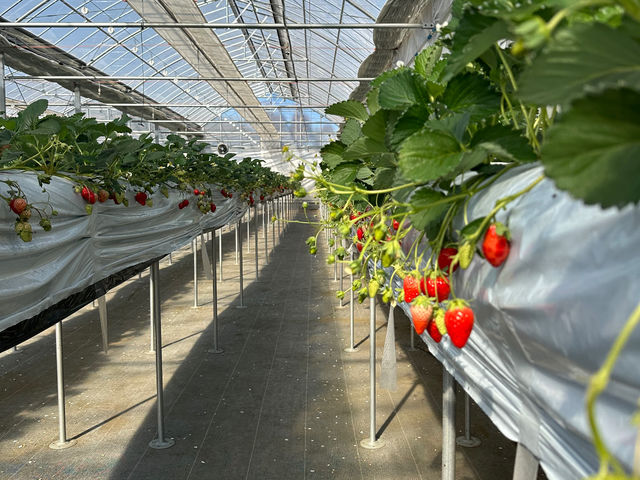 ���ꂢ�ɕ��ԍ��ݍ͔|�̂��������B��������̗ǂ��n�E�X���ŁA�X�Ƃ����t�ƐԂ��F�Â��n�߂��������ł��B_�X��䕉�