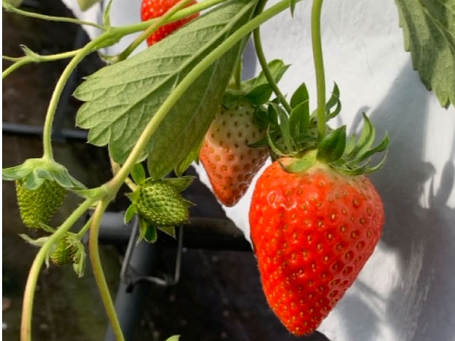 ���n�҂��ł��I_�X��䕉�