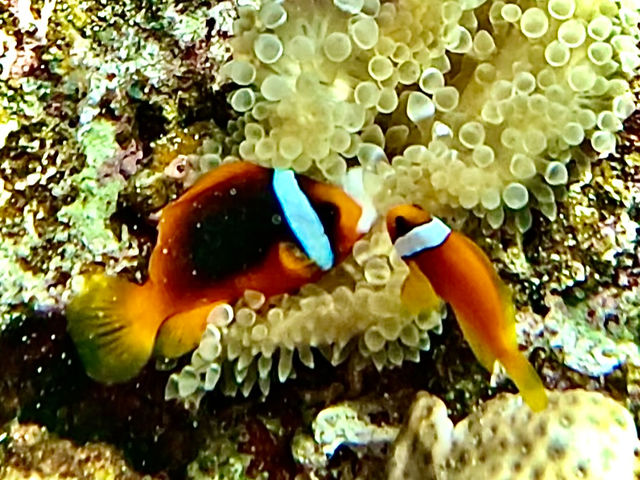 �N�}�m�~�����鏊�ɉB��Ă��܂�_Bal field