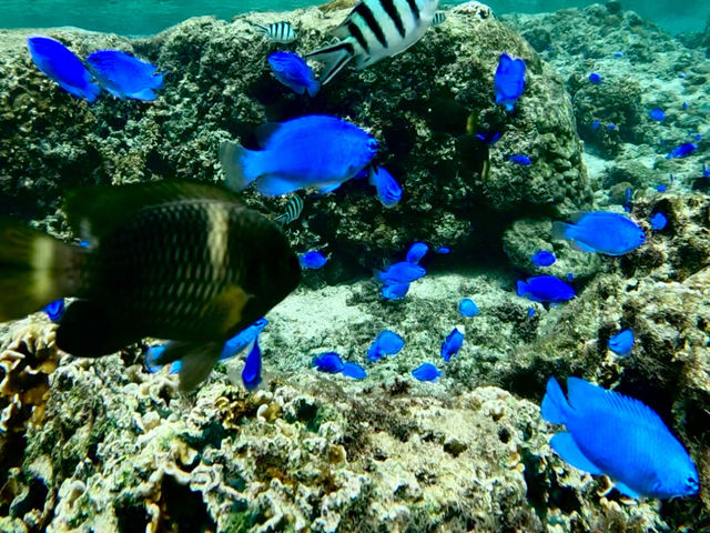 ���ɂ͔M�ы�����������_Bal field