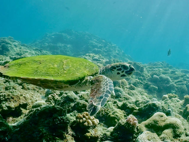 ���Ɨ[��
�������A
�C�T_Bal field