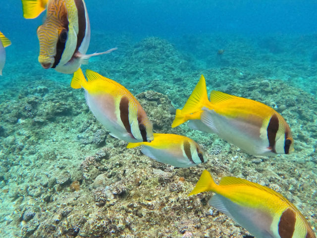 �M�ы����ڂ̑O�Ŋώ@_Bal field