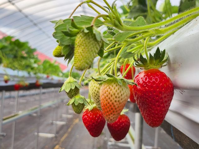 ��I�썑���̎ʐ^1