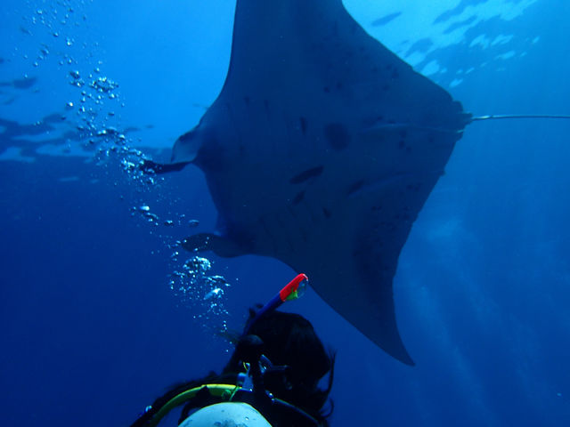 �̌��_�C�r���O�ő唗�͂̃}���^�̐��E��_���N�[�A�}�����N���u