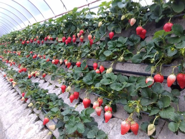 �L���C�ȃn�E�X��S�����Ă���܂��B_�܂邵�Δ_��