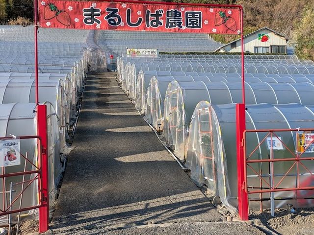 �_���͒��ԏꂩ�璼_�܂邵�Δ_��