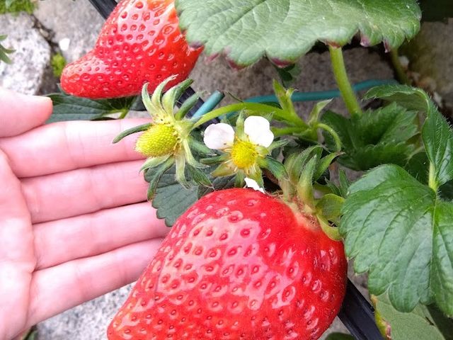 �C�`�S�������񂱂����̑傫�ȃC�`�S�I_�܂邵�Δ_��