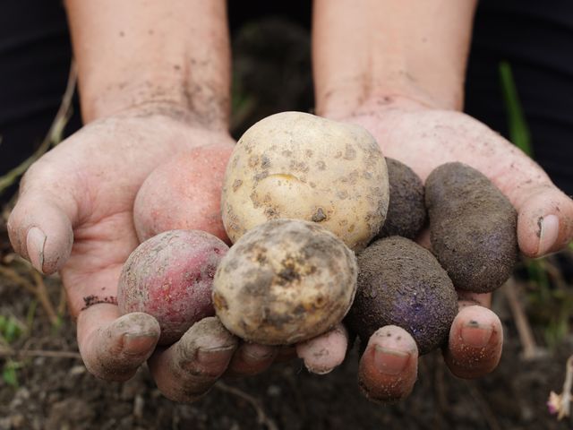 �W���K�C�����n�̌�_ROOT2 ORGANIC FARM