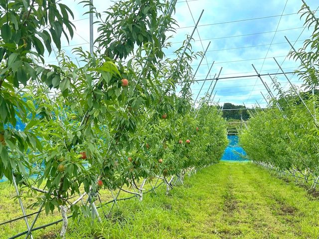 ���{�ŗB��A���Ԃœ������Ă���u������V���͔|�iNaro V�j�v�̓��B��������V���ɊJ���āA��������ƕ��ʂ����ő剻���A�ʎ��̐F�Â��E�Â��E��Ɛ����グ��d����_�A�O���[���p�[�N ���낳�Ɠ��̋u