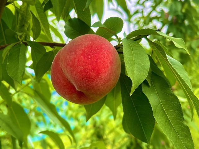 �A�O���[���p�[�N ���낳�Ɠ��̋u�̎ʐ^1