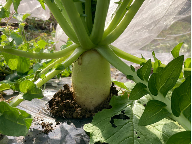 ���j�o�[�T���A�O���J���`���[�T�|�[�g�̎ʐ^1