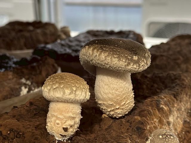 �������̂������h