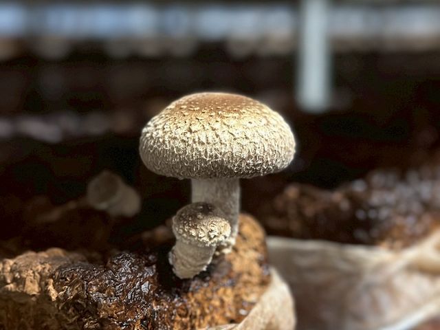 �������̂������h