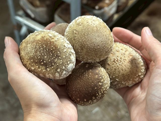 �������̂������h