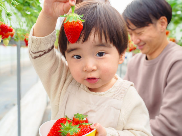 ���������̗l�q_HANAYAGI strawberry farm