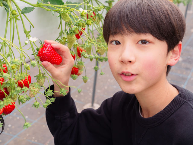 ���������̗l�q_HANAYAGI strawberry farm