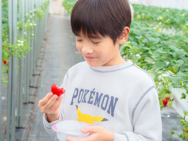 ���������̗l�q_HANAYAGI strawberry farm