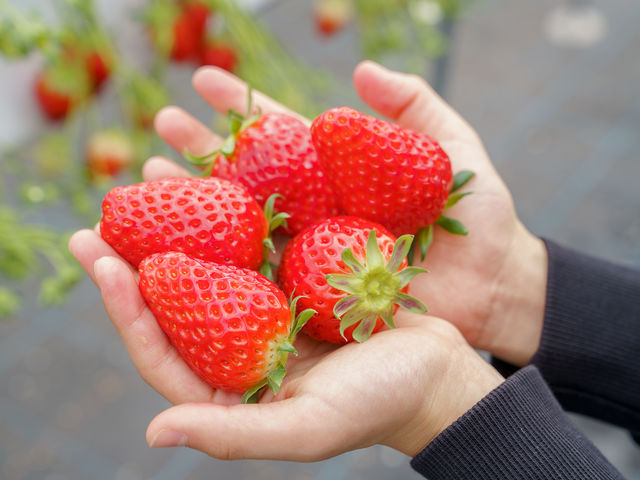���������̗l�q_HANAYAGI strawberry farm