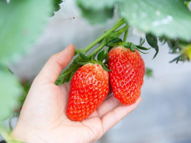 ���������̗l�q_HANAYAGI strawberry farm