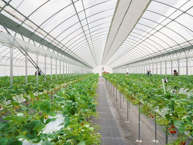 �r�j�[���n�E�X���̗l�q_HANAYAGI strawberry farm