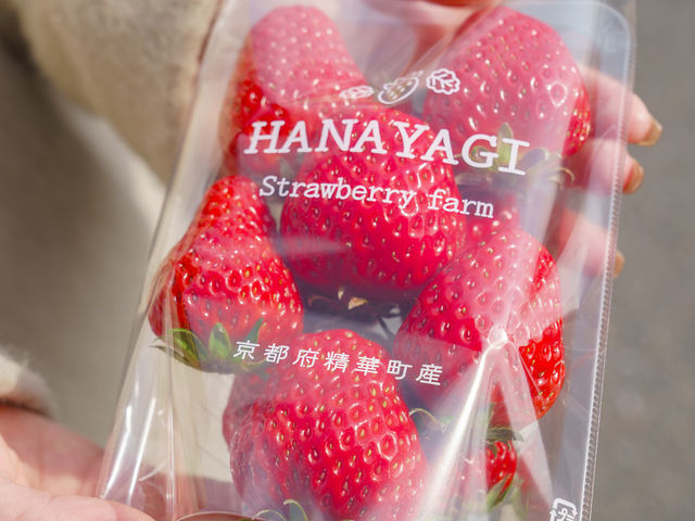 �������p�b�N_HANAYAGI strawberry farm