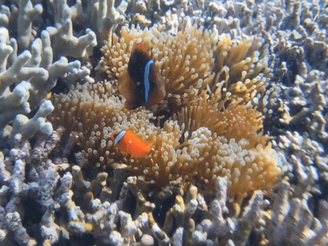 �N�}�m�~_LIFE