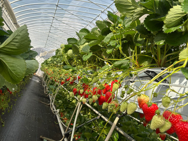 ���R�{�V�_��