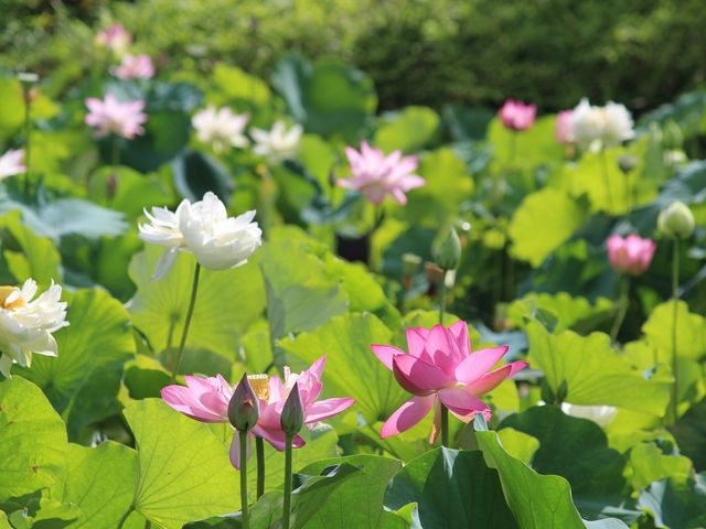 ���Îs�������A�������݂��̐X