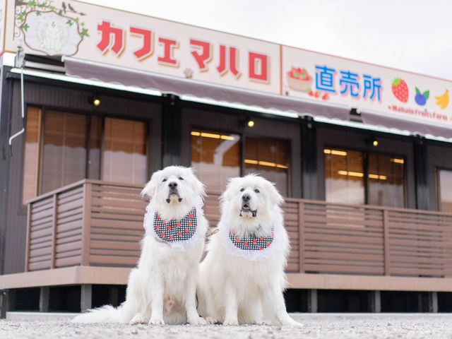 �}�n���t���[�c�t�@�[���̎ʐ^1