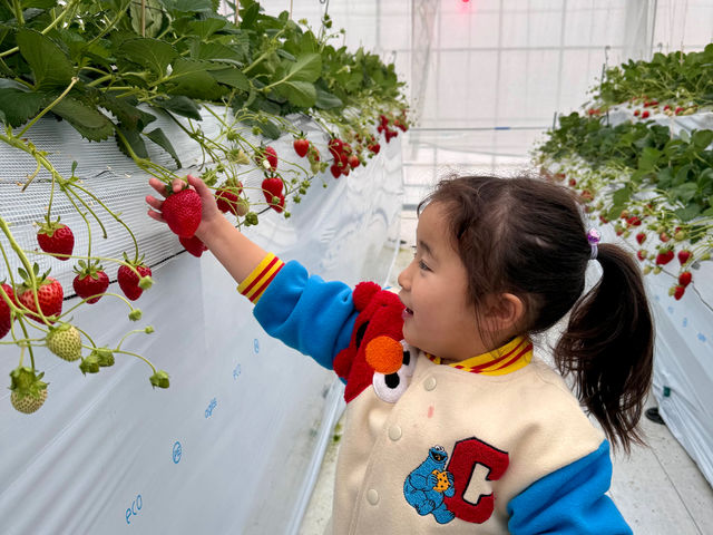 ���q�l�ł��E�ݎ��₷��������_�}�n���t���[�c�t�@�[��